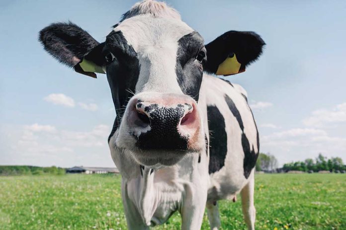 Close-up of a cow in a grassy field.