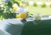 Yellow and white flowers on polished green casket