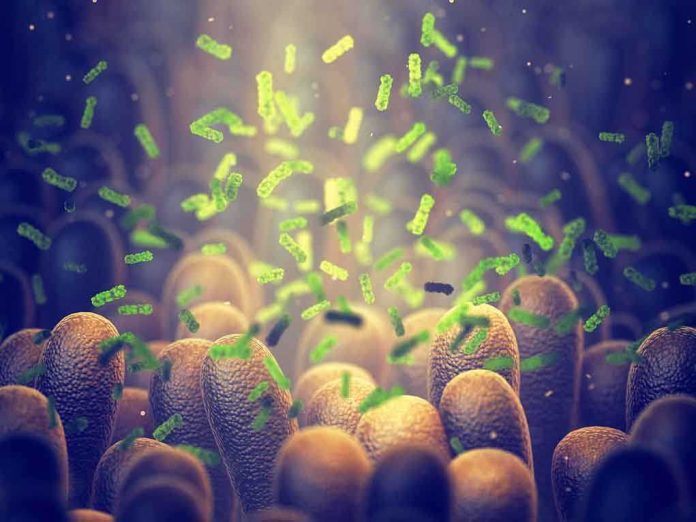 Green bacteria among intestine lining cells microscopic view
