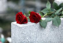 American Director and Son KILLED Mid-Zipline Red roses on a gray stone surface.