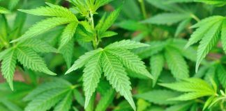 Terrifying Weed Syndrome Explodes In ERs Close-up of vibrant green cannabis leaves