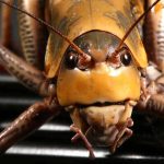 Close-up of a grasshopper showcasing its detailed features