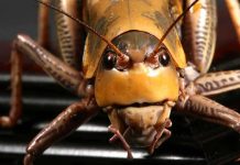 Close-up of a grasshopper showcasing its detailed features