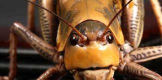 Close-up of a grasshopper showcasing its detailed features