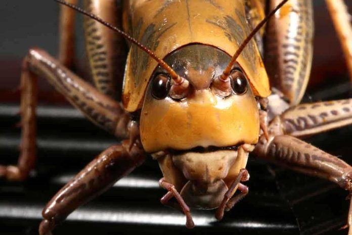 Close-up of a grasshopper showcasing its detailed features