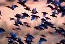 Many birds flying together at dusk.
