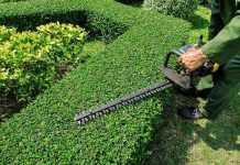 A gardener using a hedge trimmer on a bush