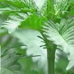 NYT’s Shocking Flip on Marijuana Legalization 'Not your parents' pot': Activist warns today's weed a