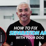 Explaining How To Fix Separation Anxiety With Your Dog