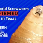 New World Screwworm Found in Texas