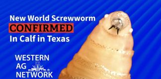 New World Screwworm Found in Texas