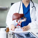Healthcare professional presenting a liver anatomy model