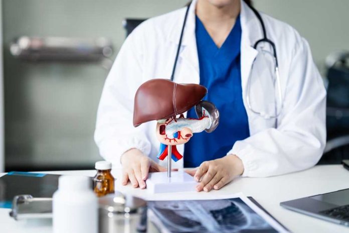 Healthcare professional presenting a liver anatomy model
