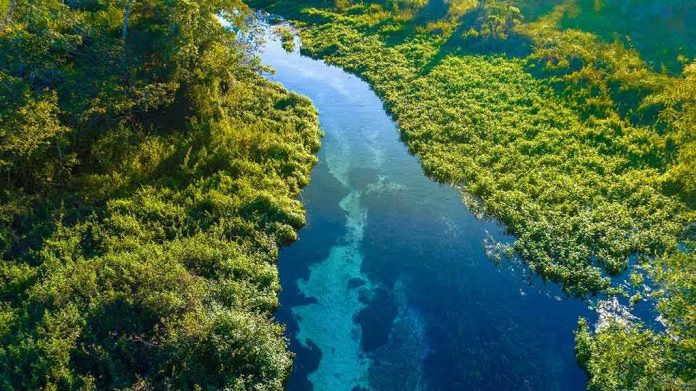 Aerial view of a clear blue river winding through lush green vegetation
