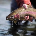 Angler holding a rainbow trout above water