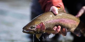 Angler holding a rainbow trout above water