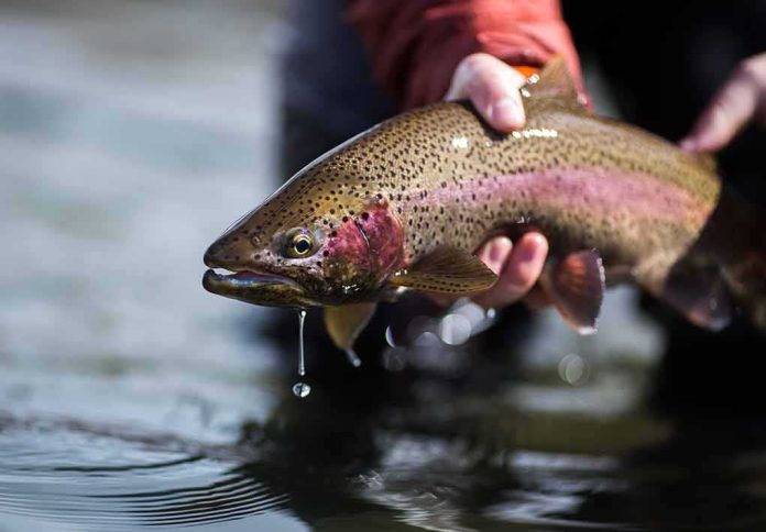 shutterstock_1055163299 Angler holding a rainbow trout above water