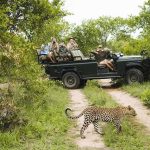 Jack Kamen on safari vehicle watching a leopard cross a dirt track