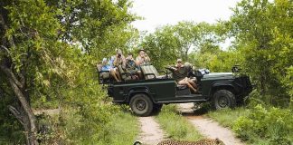 Jack Kamen on safari vehicle watching a leopard cross a dirt track