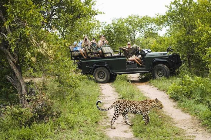 Jack Kamen on safari vehicle watching a leopard cross a dirt track